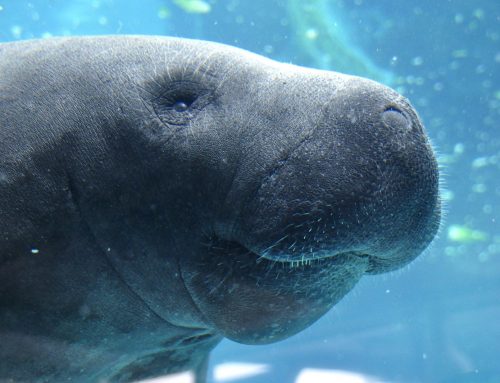 Snorkeling with Manatees in Crystal River, Florida
